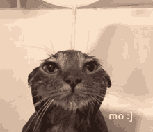Mo Cat GIF - Mo Cat Updog GIFs