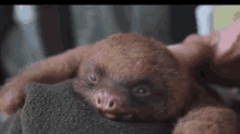 Sleepy Sloth Face. GIF - Sloth Sleepy Tongue GIFs