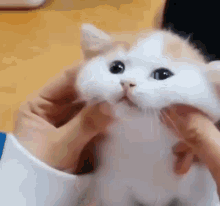 Cat Smudge Face GIF - Cat Smudge Face Pinch Face GIFs