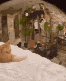 Smug Smug Cat GIF - Smug Smug Cat Cat GIFs