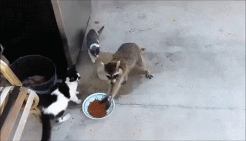 Raccoon Stealing Cat Food GIFs | Tenor