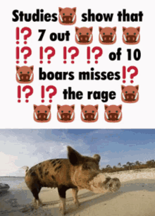 Boar Boars GIF - Boar Boars Rage GIFs
