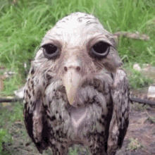 random funny wet owl owl weird random funny wet owl owl weird