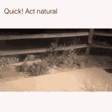 Raccoon Act Normal GIF - Raccoon Act Normal Caught GIFs