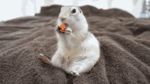 Squirrel Eating Carrot GIF - Jon Tron Aint Having That Shit Angry GIFs