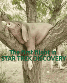 Star Trek Discovery GIF - Star Trek Discovery Pigg GIFs