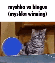 Bingus Binguscord GIF - Bingus Binguscord Myshka GIFs