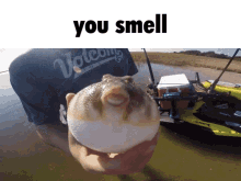 Puffer Fish You Smell GIF - Puffer Fish Fish You Smell GIFs