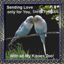 Birds Sending Love GIF - Birds Sending Love Kisses GIFs