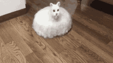 Cute Cat GIF - Cute Cat Vacuum GIFs
