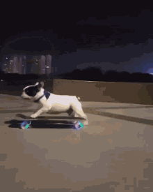 Dog Skateboard GIF - Dog Skateboard Cute GIFs