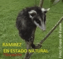 tlacuache tlacuache