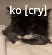 Ko Cry GIF - Ko Cry Cat GIFs