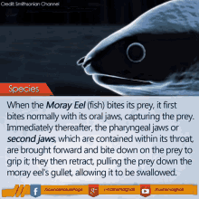 Moray Eel GIF - Moray Eel Smithsonian GIFs