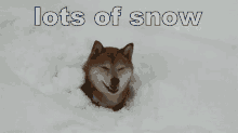 lots of snow snow winter dog cute