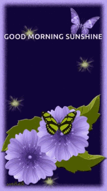 Good Morning Purple Flower GIF - Good Morning Purple Flower Butterflies GIFs
