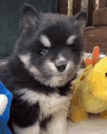 adorable cute fluffy soft puppy