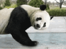 Healthy GIF - Panda Push Up Healthy GIFs