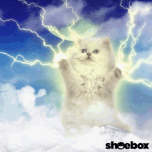 Cat Cute GIF - Cat Cute Thunder GIFs