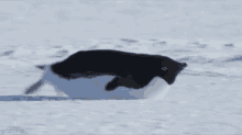 speedy penguin