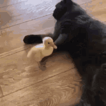Cats Duck GIF - Cats Duck Mean GIFs