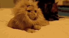 coco lion cat yawn