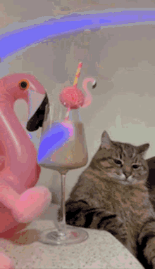 Sunakook Cat GIF - Sunakook Cat Staring GIFs