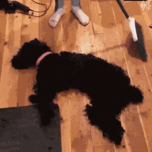 Dog Sweep GIF - Dog Sweep Hair GIFs