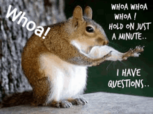 Question Squirrel Whoa GIF - Question Squirrel Whoa GIFs