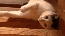 Lazy GIF - Cat GIFs