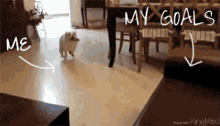 Dog Couch GIF - Dog Couch Fail GIFs