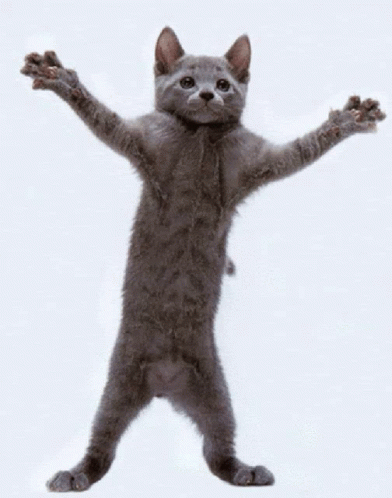 кот танец GIF - Кот Танец Ктото - Discover & Share GIFs