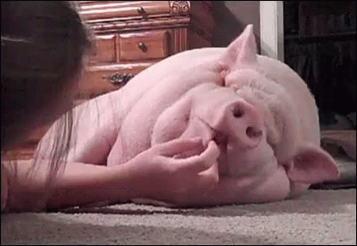 Pigs Love My Pig GIF - Pigs Pig Love My Pig GIFs