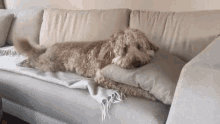 Puppy Dog GIF - Puppy Dog Animal GIFs