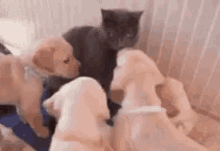 Cat Puppies GIF - Cat Puppies Funny Animals GIFs