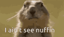 Groundhog Day GIF - Groundhog Day I Aint See Nuffin GIFs