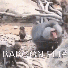 Baboon Flip GIF - Baboon Flip Monkey GIFs