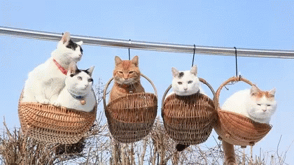 https%3A%2F%2Fc.tenor.com%2FZQ7E1ncmQX8AAAAC%2Fcats-cute.gif