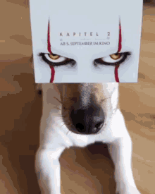 Jackrussellmia Dogs GIF - Jackrussellmia Dogs Dog GIFs