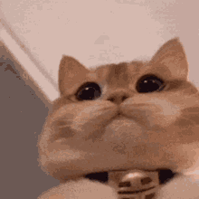 Sof Cat Cute GIF - Sof Cat Cute Cat GIFs