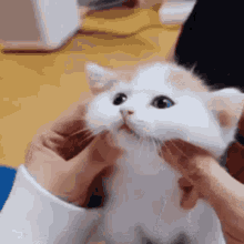 Cat Uwu GIF - Cat Uwu Cute GIFs