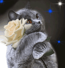 Love You Cat GIF - Love You Cat Flower GIFs