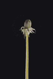 Flower Dandelion GIF - Flower Dandelion Blooming GIFs