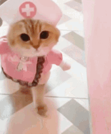 Cat Kitty GIF - Cat Kitty Nurse GIFs