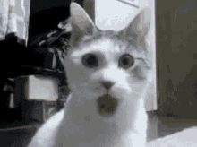 cat shocked