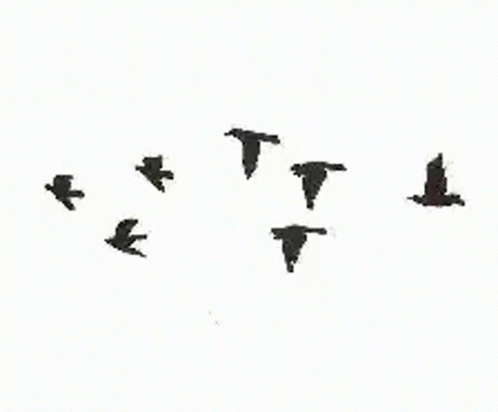 Flying Birds Animated Gif Images : Angry Gif Birds Bird Animation ...