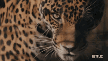 Cheetah Fierce GIF - Cheetah Fierce Fiesty GIFs
