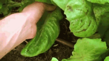Growing/Harvesting Loose Leaf Lettuce GIF - Garden Gardening Harvesting GIFs