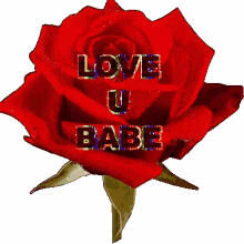 babe love u love you babe love u babe red rose
