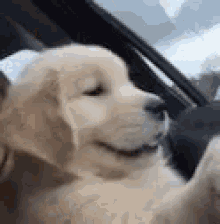Puppy Car GIF - Puppy Car Ride GIFs